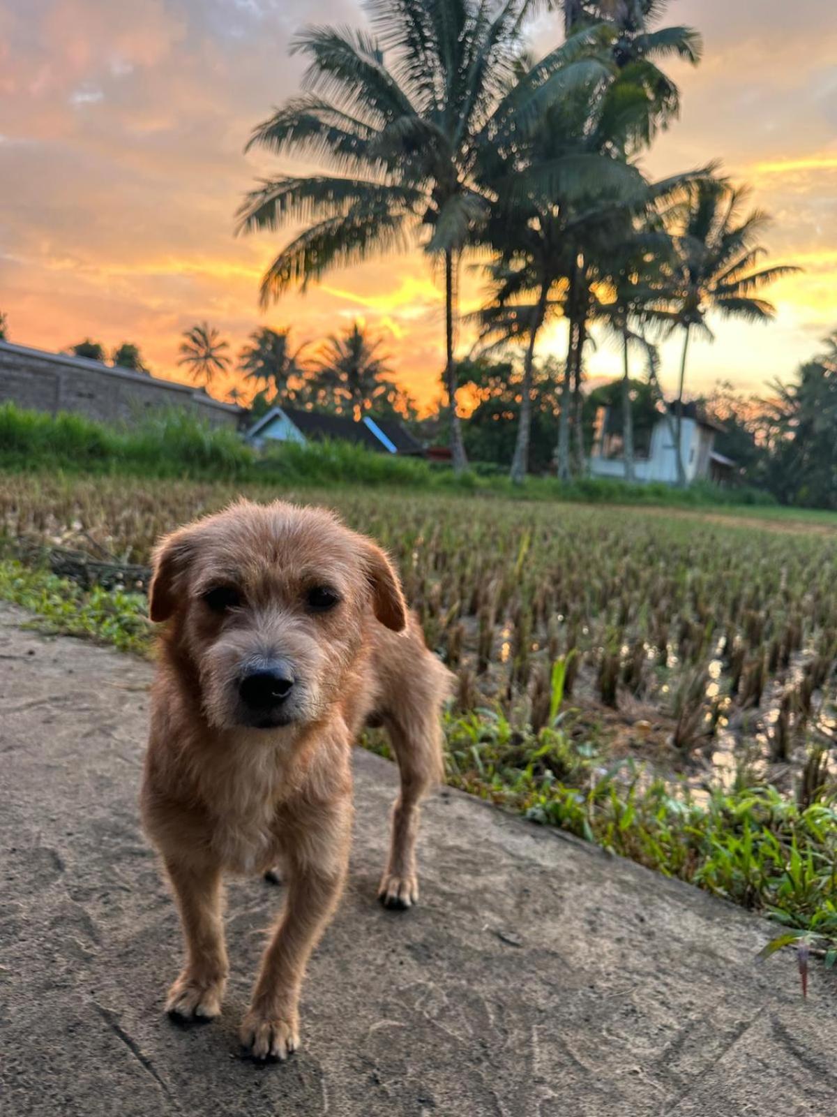 Myhome - Lombok Tetebatu Buitenkant foto