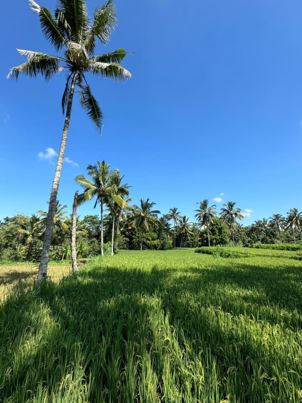 Myhome - Lombok Tetebatu Buitenkant foto